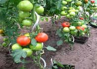 Phụ kiện hàng rào liên kết chuỗi 1,5M Hỗ trợ cây trồng cà chua
