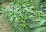 Cây trồng cà chua 42 trong 8 dây hỗ trợ cho vườn