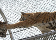 7x7 Tiger Kim loại thép không gỉ Zoo Zoo Lưới bao vây X có hình